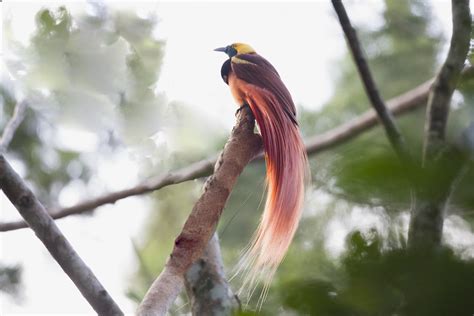 Raggiana Bird Of Paradise Papua New Guinea Wang Hc Flickr