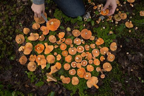 Late Fall Mushroom Hunt With Brendon Zissou Devour The Food Film Fest