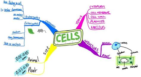Cell Structure And Functions Mind Map
