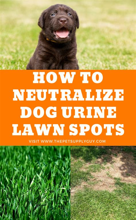 How To Neutralize Dog Urine On Grass The Pet Supply Guy Dog Urine