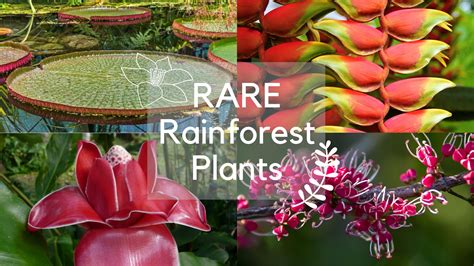 Tropical rainforests are so unique to the biodiversity, that they exhibit 40% to 75% of all the species in the world, which are endemic to its dense cover. Tropical Rainforest Plants: From Rare To Common | Science ...