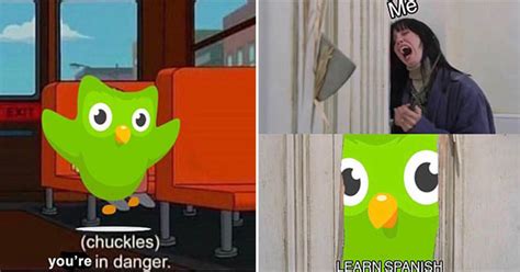 Evil Duolingo Owl Memes And Backstory That Ll Boost Your Knowledge