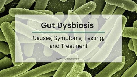 Gut Dysbiosis Causes Symptoms Testing And Treatment Nour Zibdeh