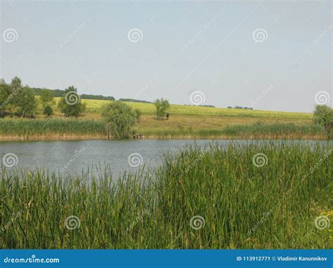 Green Shore Of A Large Pond Stock Image Image Of Forest Side 113912771