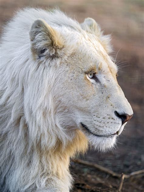 Profile Of A Cute White Lion White Lion Albino Lion Majestic Animals