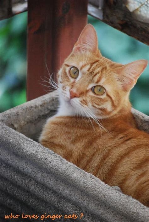 Timeline Photos Who Love Ginger Cats Filhotes Gatinhos Felinos
