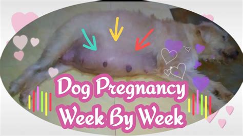 Dog Pregnancy Week By Week Youtube