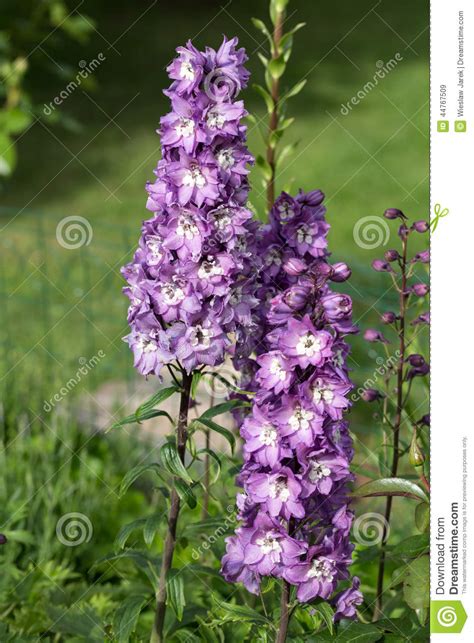 Purple Delphinium Flower Stock Image Image Of Wild Single 44767509
