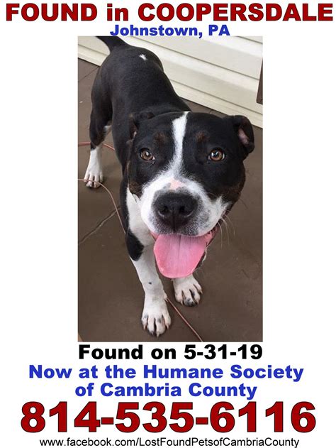 Lost & Found Pets of Cambria County, PA - Home | Facebook