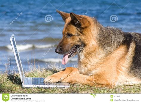 Get the top dog abbreviation related to deutschland. Germany Sheep-dog With Laptop Stock Image - Image of breed, friend: 6177647