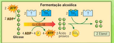 Fermentação Alcoólica Escola Educação