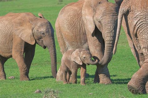 Familia Del Elefante Africano Foto De Archivo Imagen De Elefante