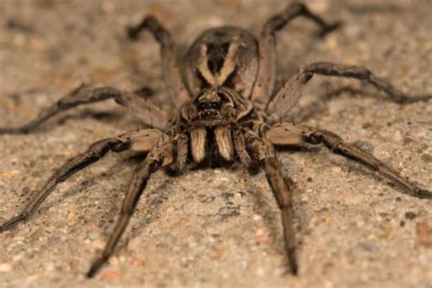 Wolf Spider Vs Tarantula What Are The Differences Az Animals