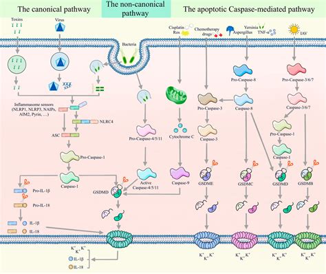 Frontiers The Role Of Pyroptosis In Inflammatory Diseases