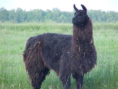 How do camels adapt to their environment? Llamas are related to camels :) | Animals Blog