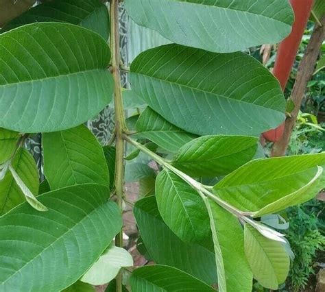 Jambu biji (psidium guajava) atau jambu batu, jambu klutuk, atau jambu siki adalah salah satu tanaman buah tropis yang berasal dari famili myrtaceae. 40+ Koleski Terbaik Gambar Sketsa Daun Jambu - Tea And Lead