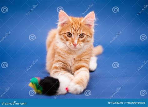 Tuyển Tập Orange Kitten Background Dễ Thương Và Sáng Tạo