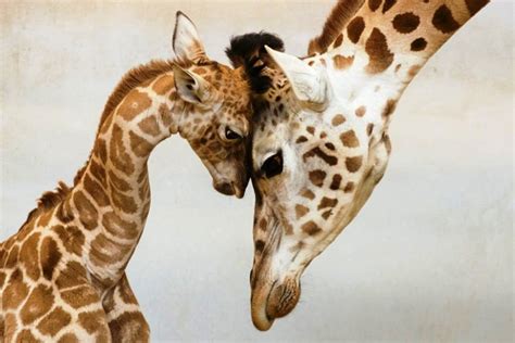 Giraffe With Baby Some Pets
