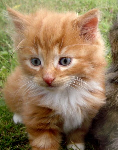 Black with slight ginger spot on his head, stunning medium long haired fluffy kitten. Ginger Tabby and White Tom Kitten | Colchester, Essex ...