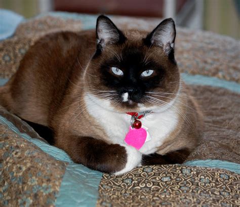 Snowshoe Siamese ~ I Am Owned By One And Shes A Beauty Cats
