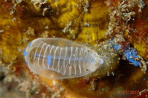 The Blue Sea Squirt - Whats That Fish!