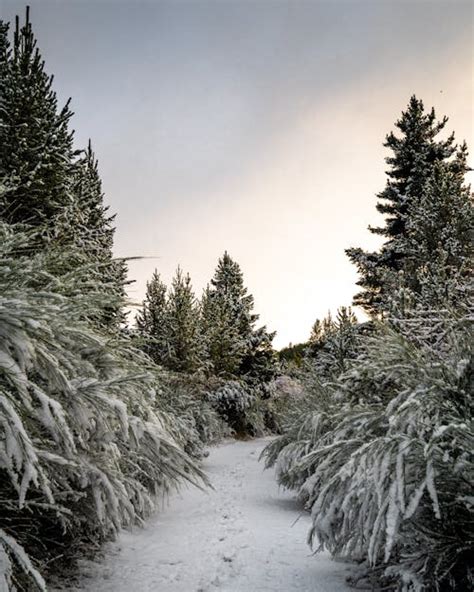 Snow Covered Trees And Pathway · Free Stock Photo