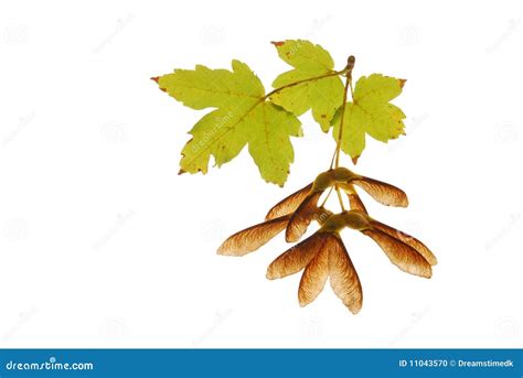 Maple Seed And Leaves Stock Photo Image Of Leaves Background 11043570