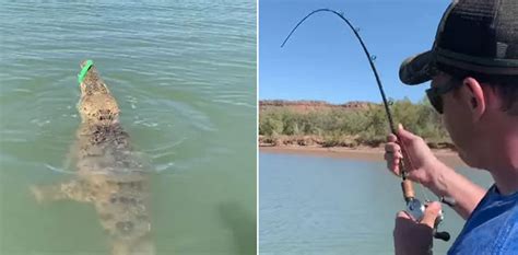 Fisherman Accidentally Hooks Crocodile Video Goes Viral
