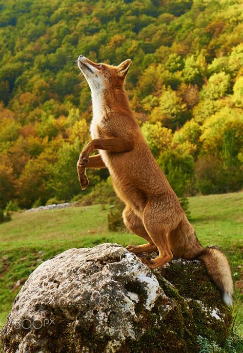 A Curious Fox National Park Of Abruzzo Italy Pet Fox Fox Red Fox