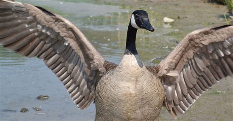 Canada Geese Are Attacking People And Cars In Toronto