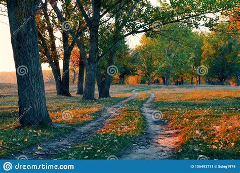 Ground Road And Beautiful Trees In The Autumn Forest