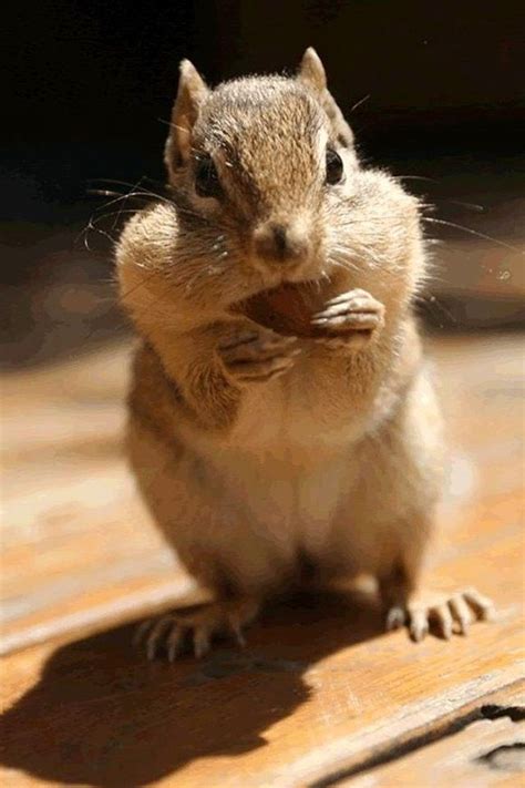 Chipmunk Cute Animals Images Animal Wallpaper Cute Animals With