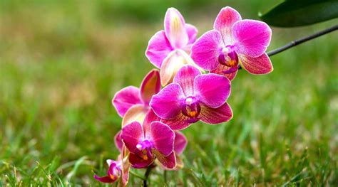 How To Plant Grow And Care For Phalaenopsis Orchids