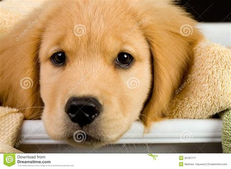 Cute Golden Retriever Puppy Stock Image Image Of Fuzzy