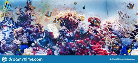 Colorful Underwater Panorama With Fish Corals And Seaweed Stock Photo