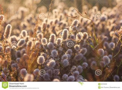 Meadow Flowers In The Field At Dawn Stock Photo Image Of Color