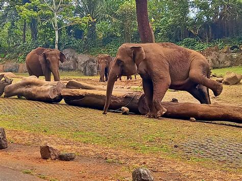 Tiket Taman Safari Indonesia 2 Prigen Dan Berbagai Atraksi Wisatahits