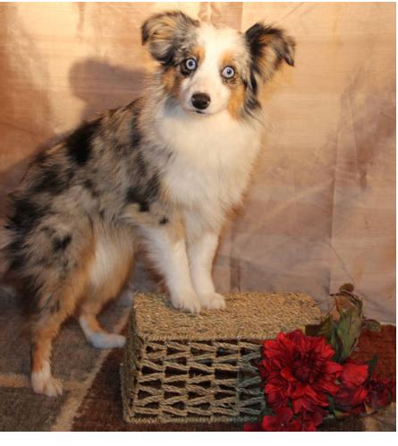 Find your new companion at nextdaypets.com. Toy Australian Shepherd puppies for sale in CO, Toy Aussie ...