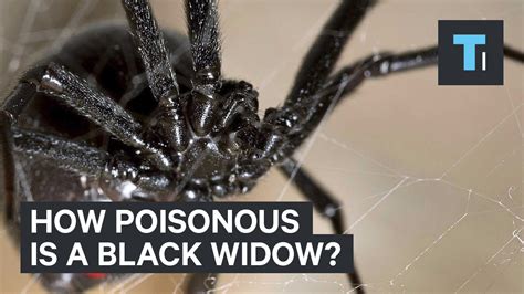 Poisonous Black Widow Spider Bites