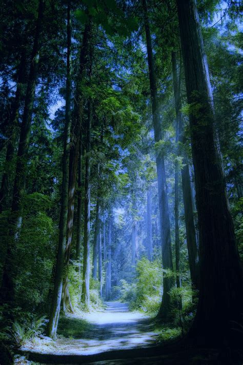 Enchanted Forest In 2020 Nature Blue Forest Landscape