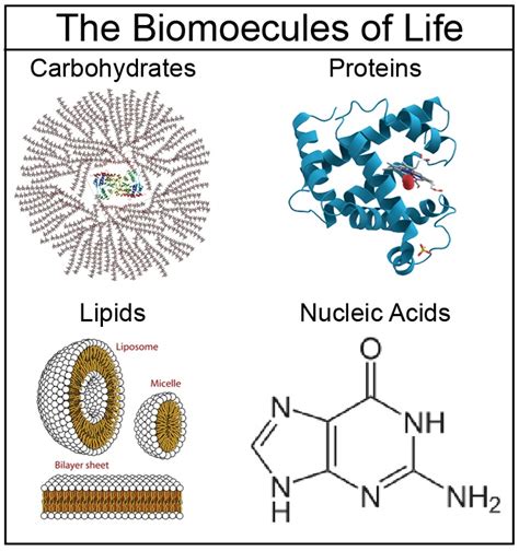 Biomolecules Proteins Structure And Function Of Biomolecules