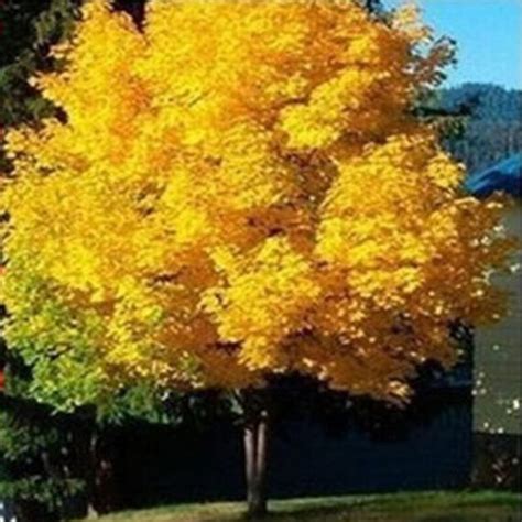 10pcspack Yellow Maple Tree Live Seed Home Garden Norway Maple Gold