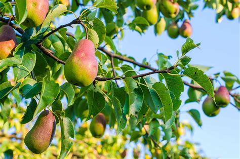 The Best Types Of Pear Trees To Grow For Your Climate