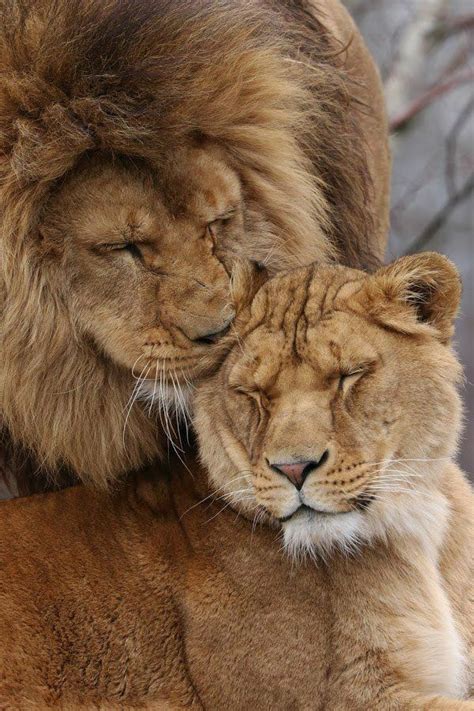 Beatiful Lions Lion Pictures Lion And Lioness Animals Beautiful