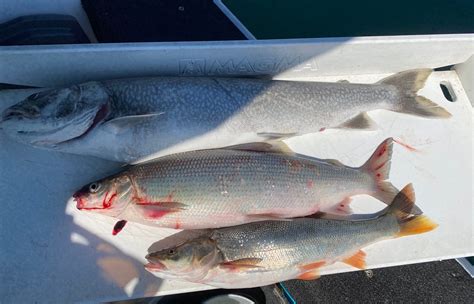 Whitefish Anglers Are Having Success On Flathead Lake Montana Hunting