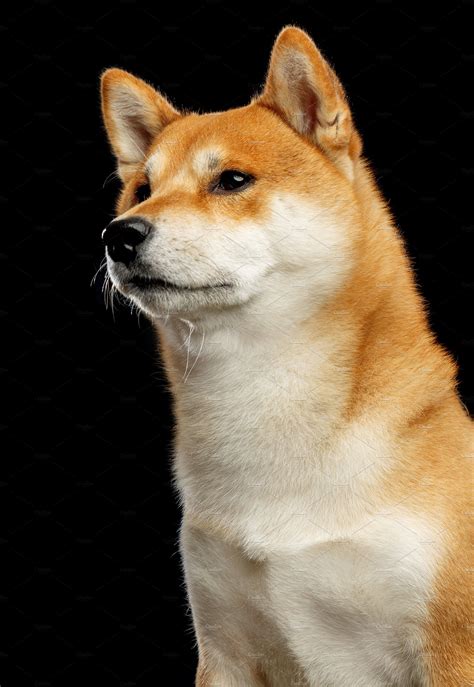 Shiba Inu Dog High Quality Animal Stock Photos Creative Market