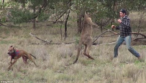Viral Video Shows A Man Punching A Kangaroo In An Unlikely Matchup Your Daily Dish