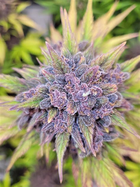 Fast Buds on Twitter: "💜Purple Lemonade Auto💜 Californian perfection