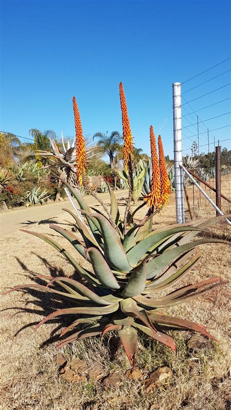 Aloe Hybrid In Flower Johans Hybrids Vaal Retreat June 2018 Baja