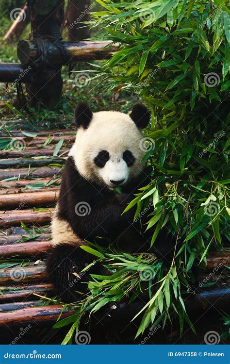 Panda Der Bambus Isst Stockfoto Bild Von Asiatisch Führen 6947358
